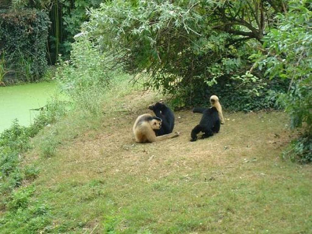 149 BIO PARC DE DOUE LA FONTAINE 5- 2016_000031.jpg